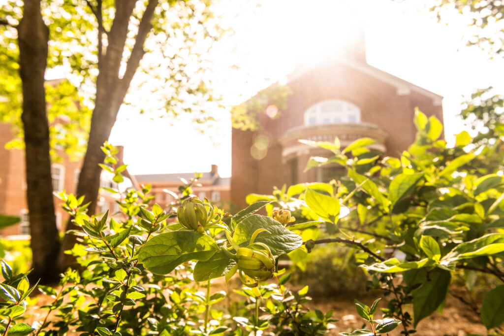 sun illuminating foliage with building in background