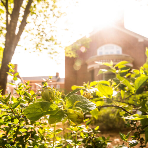 sun illuminating foliage with building in background