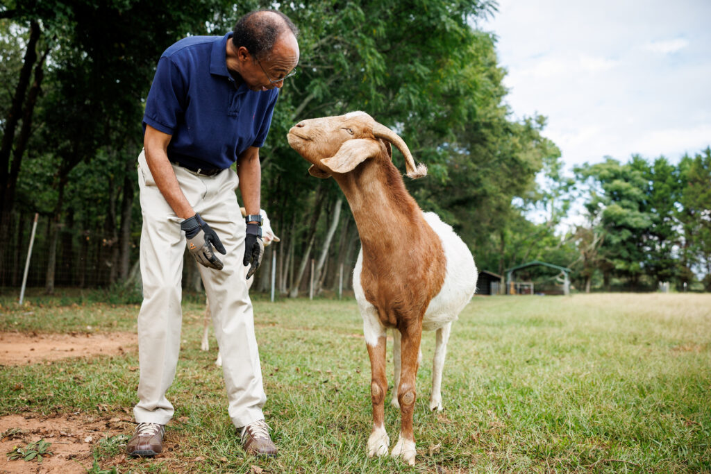 Judge Steve Jones in a polo and khakis inspects one of his goats. 
