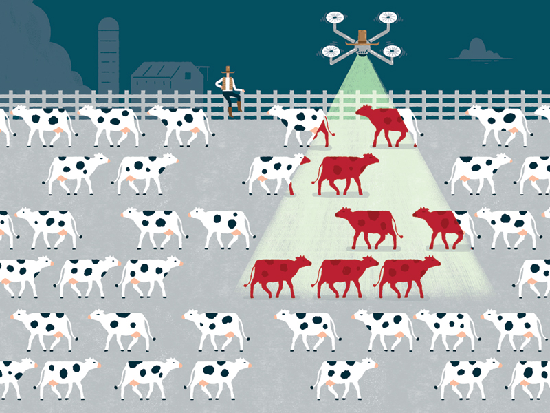 Drone cattle graphic