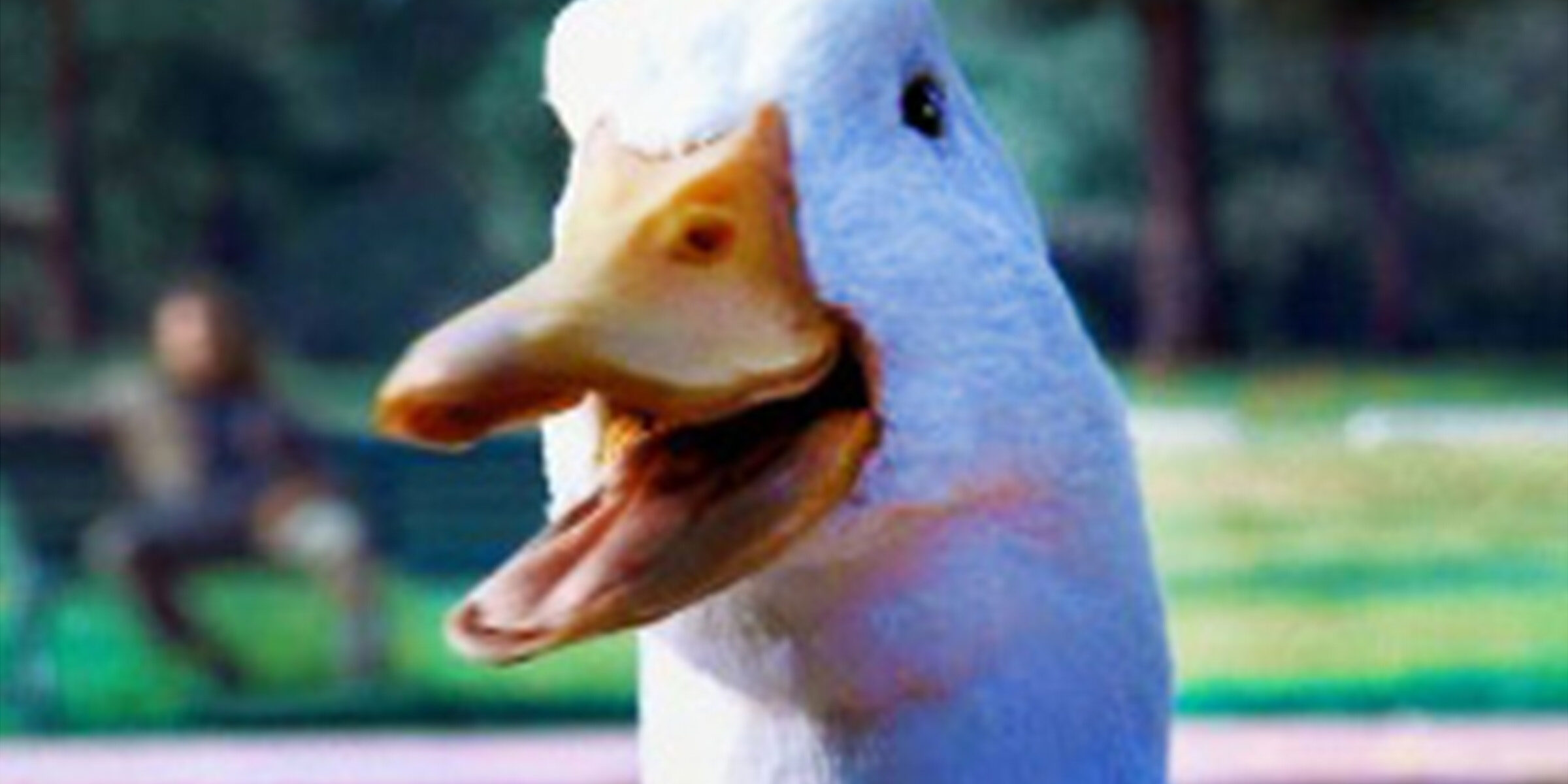 An archival Image of the Aflac duck.