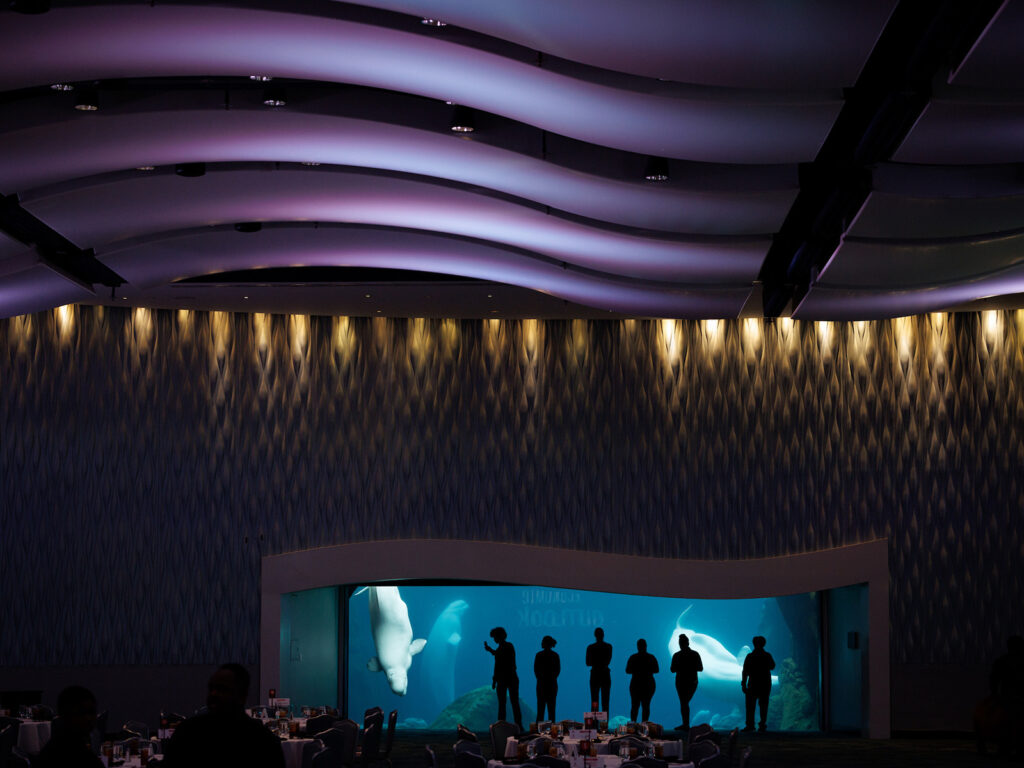 A crowd silhouetted against an illuminated aquarium wall. Two beluga whales swim behind them.