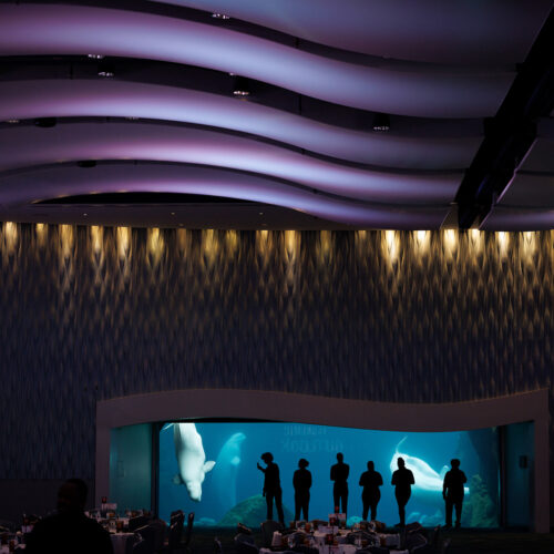 A crowd silhouetted against an illuminated aquarium wall. Two beluga whales swim behind them.