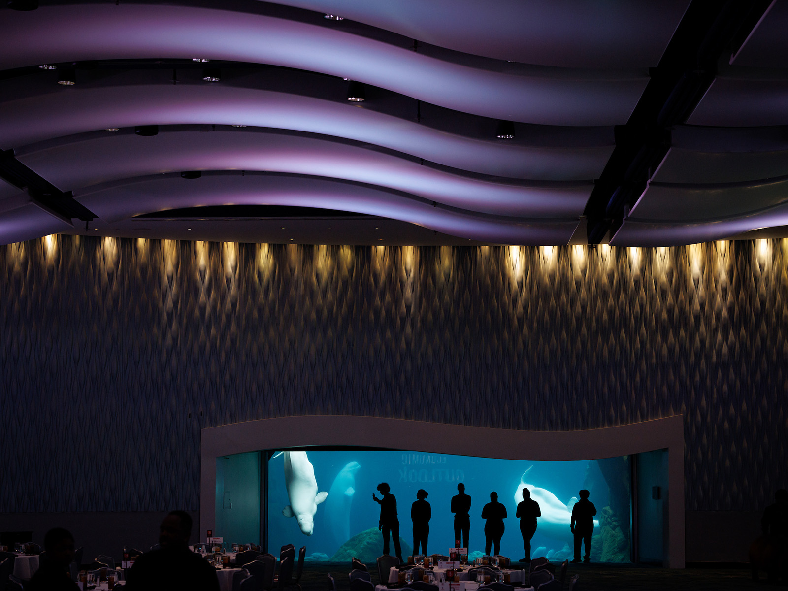 A crowd silhouetted against an illuminated aquarium wall. Two beluga whales swim behind them.