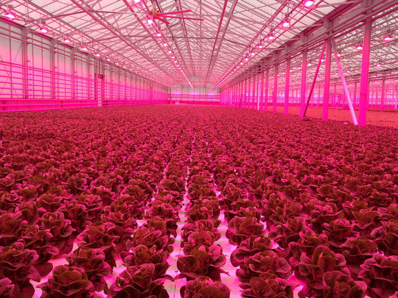 Lettuce being grown under red LED light at a research greenhouse. (Photo by Neil Mattson)
