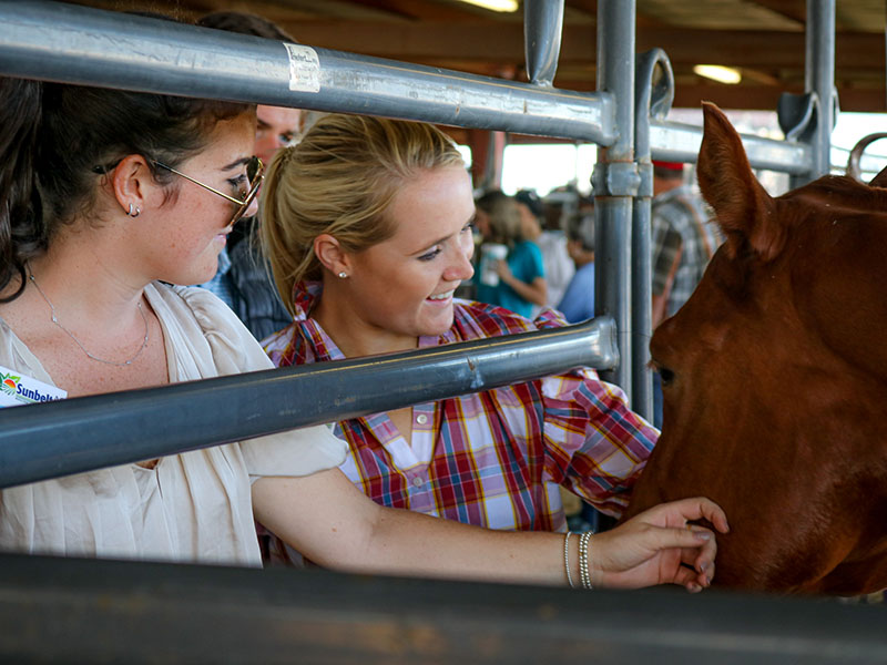 Students petting a horse