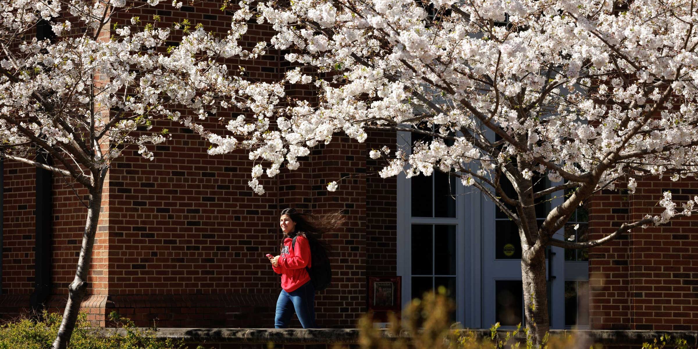 A student walks under blooming trees at the Business Learning Community.