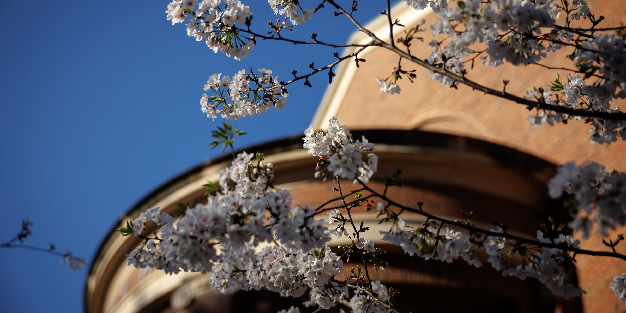 A tree blossoms near Correll Hall.