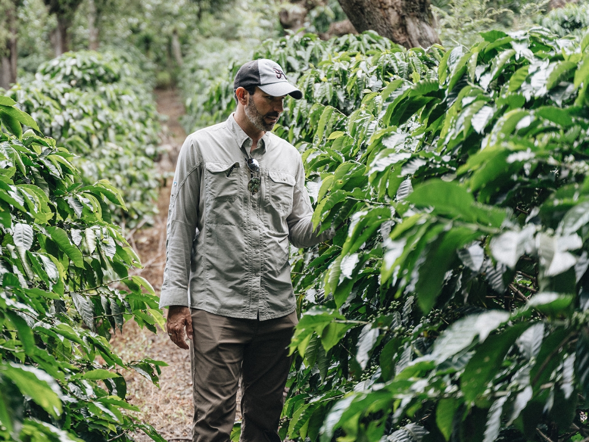 Mike Mannina inspects coffee plants