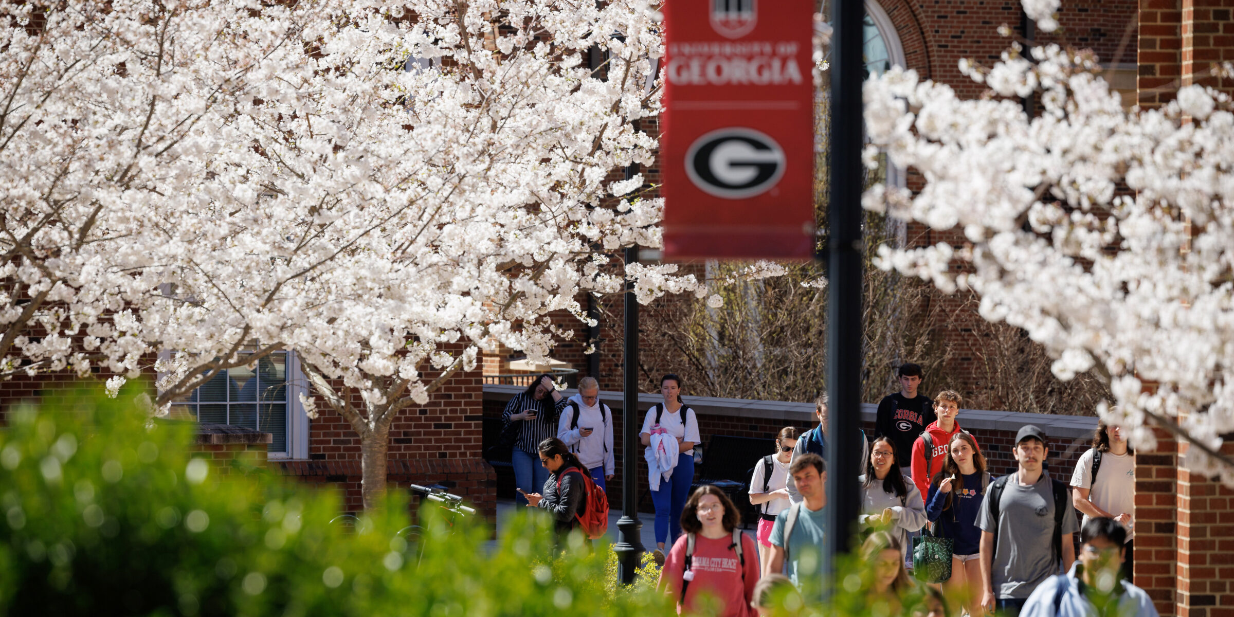 students walking on breezeway next to blooming cherry blossom trees
