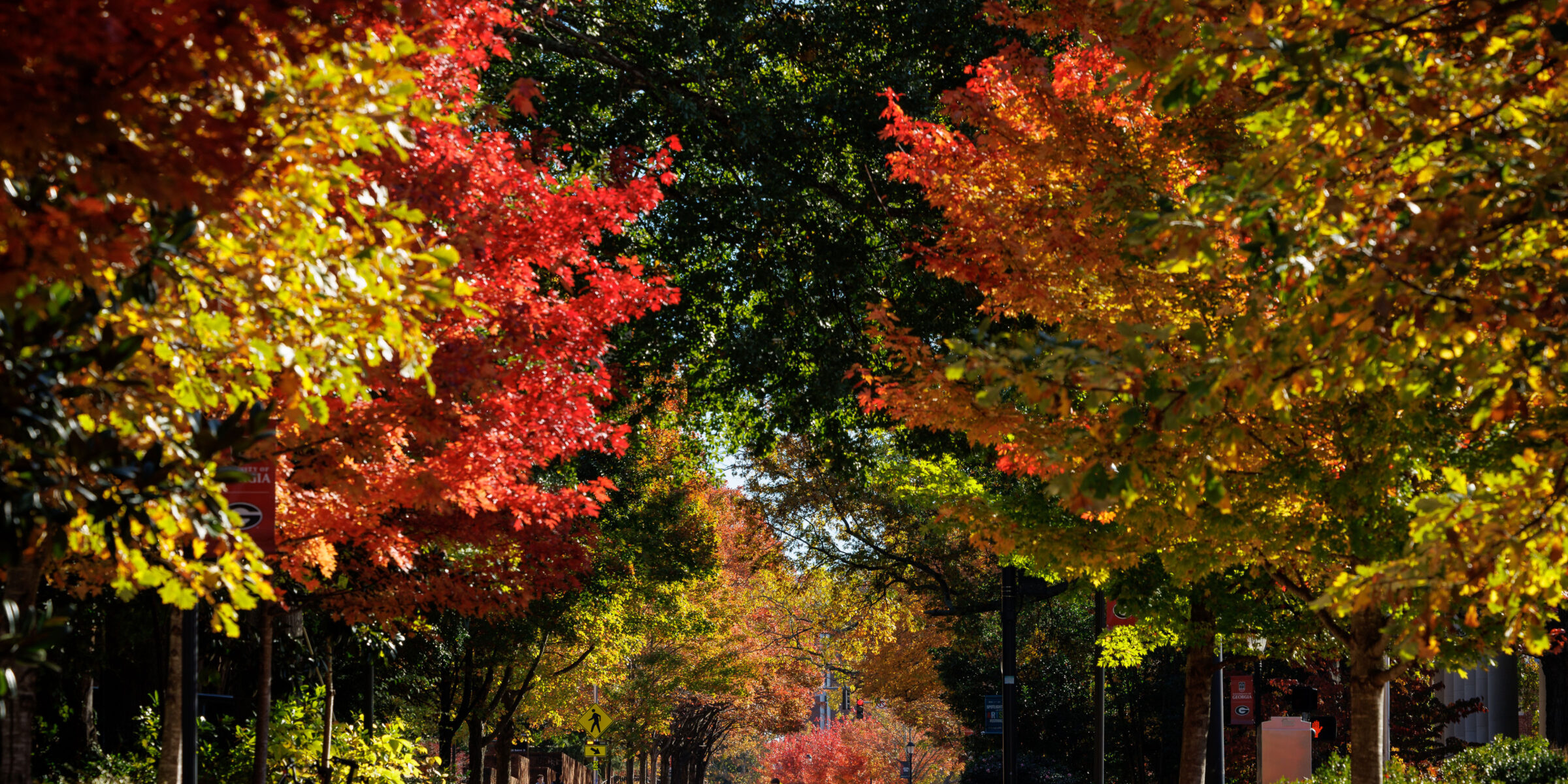 trees with fall colored leaves along walkway