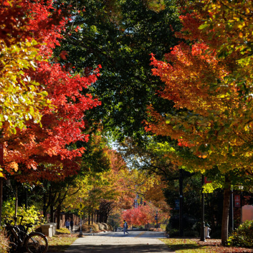 trees with fall colored leaves along walkway