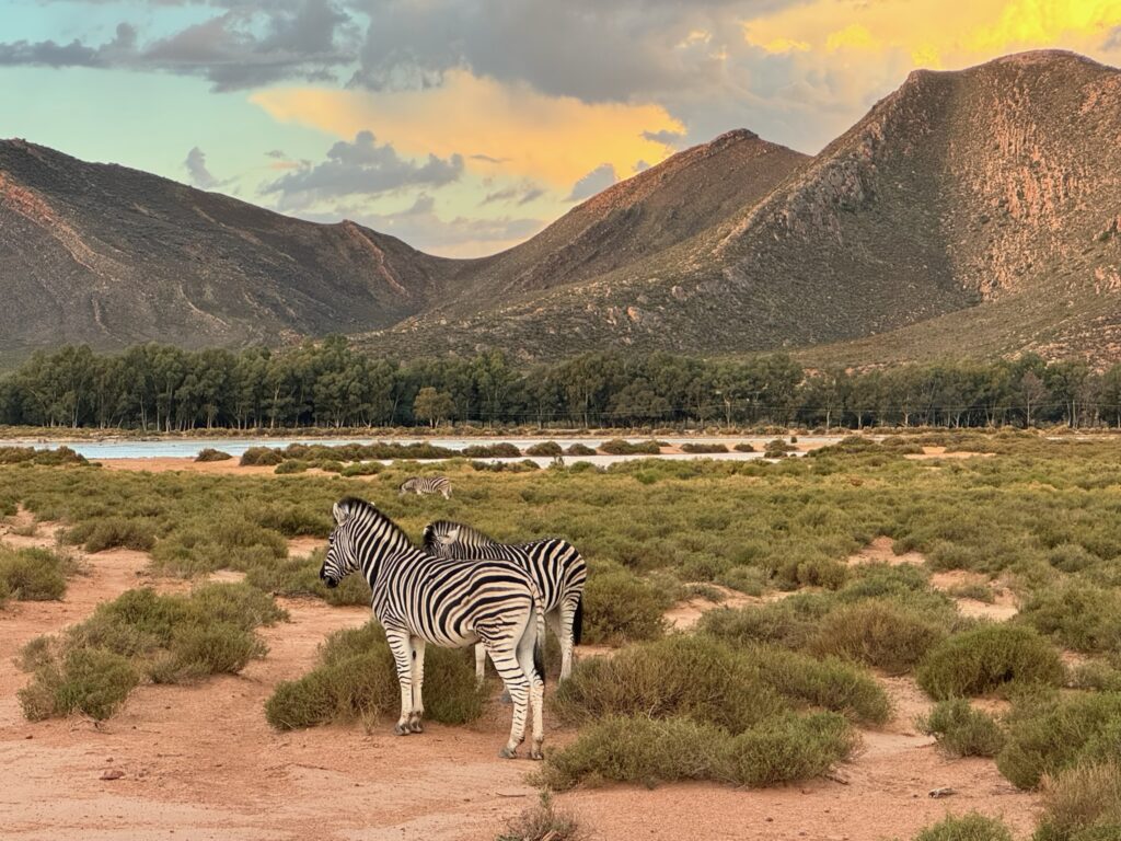 Zebras graze in a South Africa grassland with a mountain and sunset in the background.