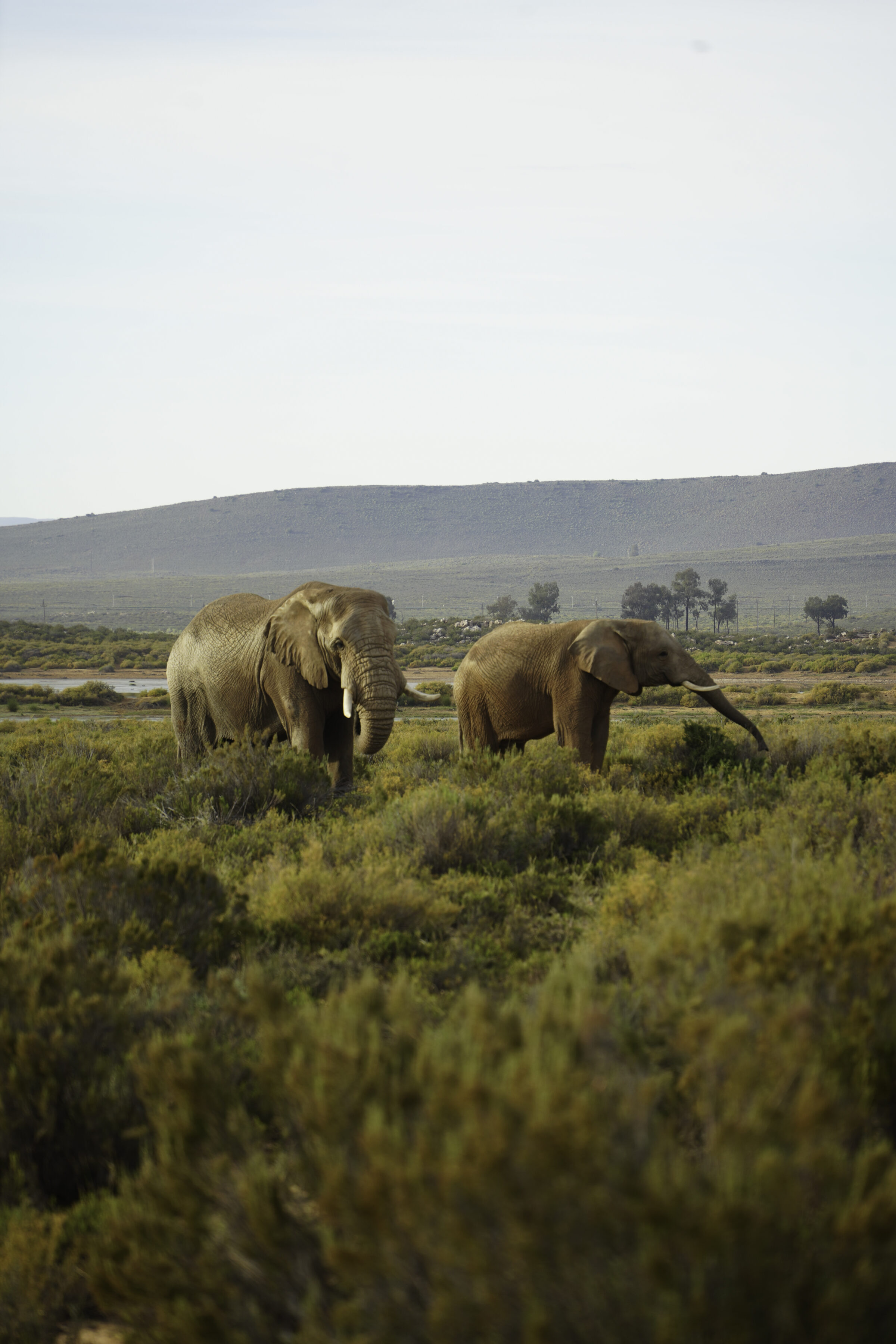 Elephants graze in a South Africa grassland.