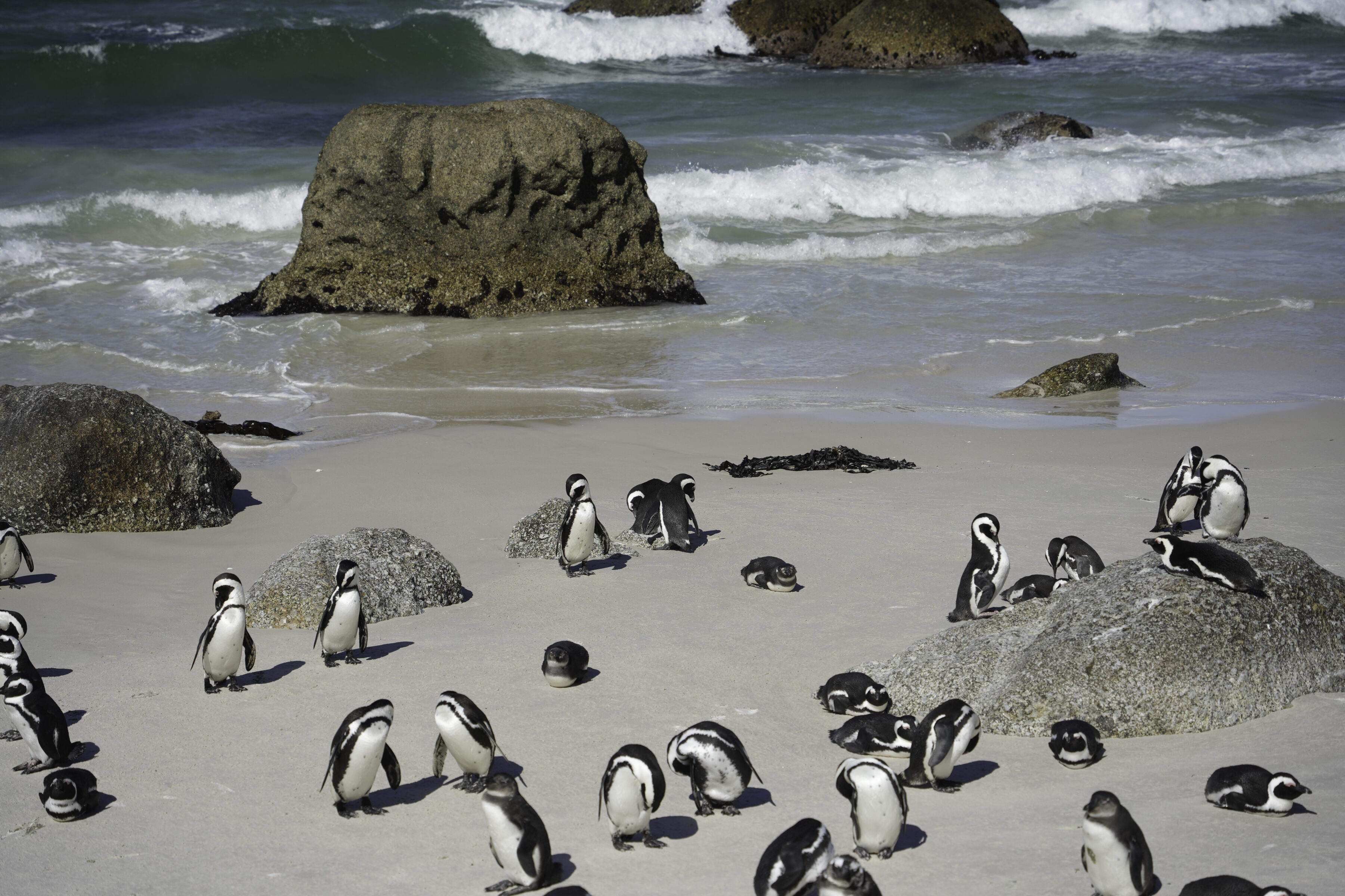 Penguins gather on a beach in South Africa.